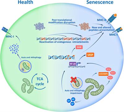 T-cell immunity against senescence: potential role and perspectives